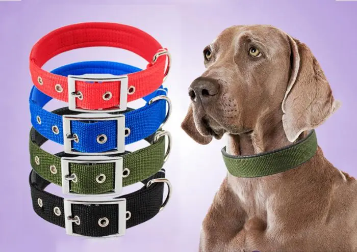 5211fa59a64abf8329f61f62ee517677.webp collier pour chien