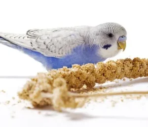 millet pour oiseaux