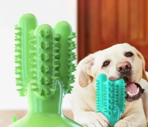 Jouets cactus en caoutchouc naturel pour chien