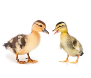 bébé canard
