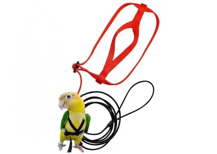 9dff131d5ab7483718344c385c0ff73a.webp harnais et laisse pour oiseau
