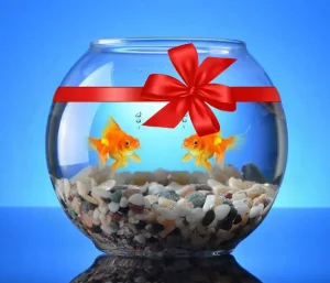 Poisson rouge 🐠